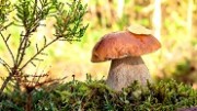 Опасности грибного сезона